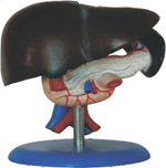 Liver, Pancreas And Duodenum Model Pharmaceutical and Anatomical Model Gifts